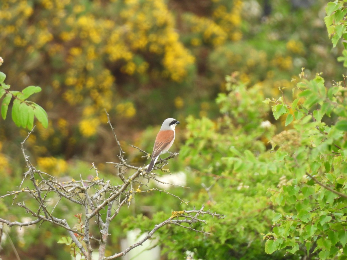 Red-backed Shrike - Rosie Filipiak