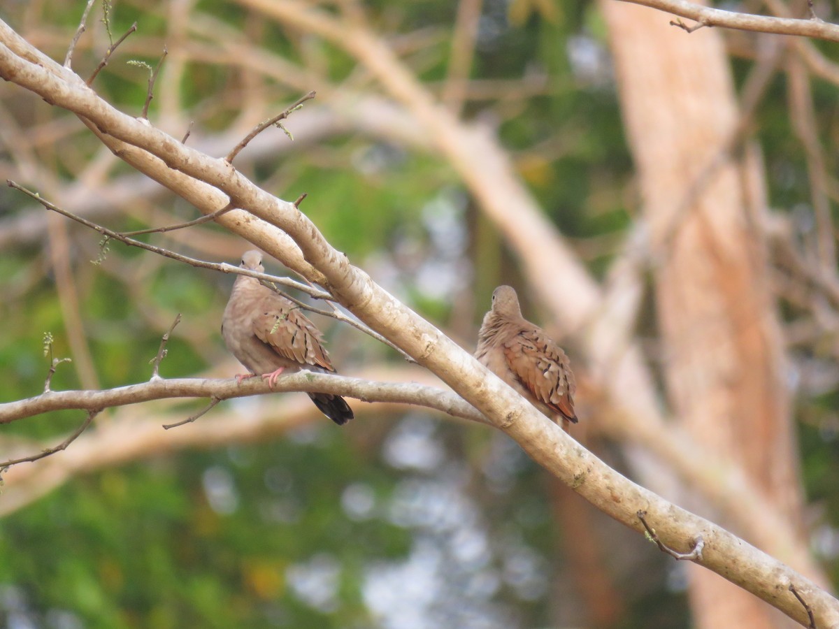 Ruddy Ground Dove - ML619627825