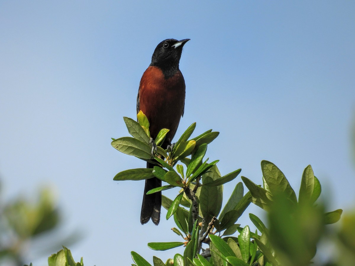 Orchard Oriole - Joshua Rager