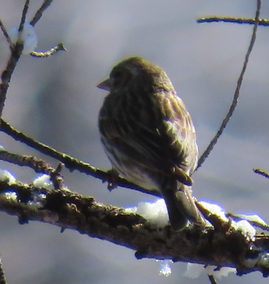 Cassin's Finch - Catherine Hagen