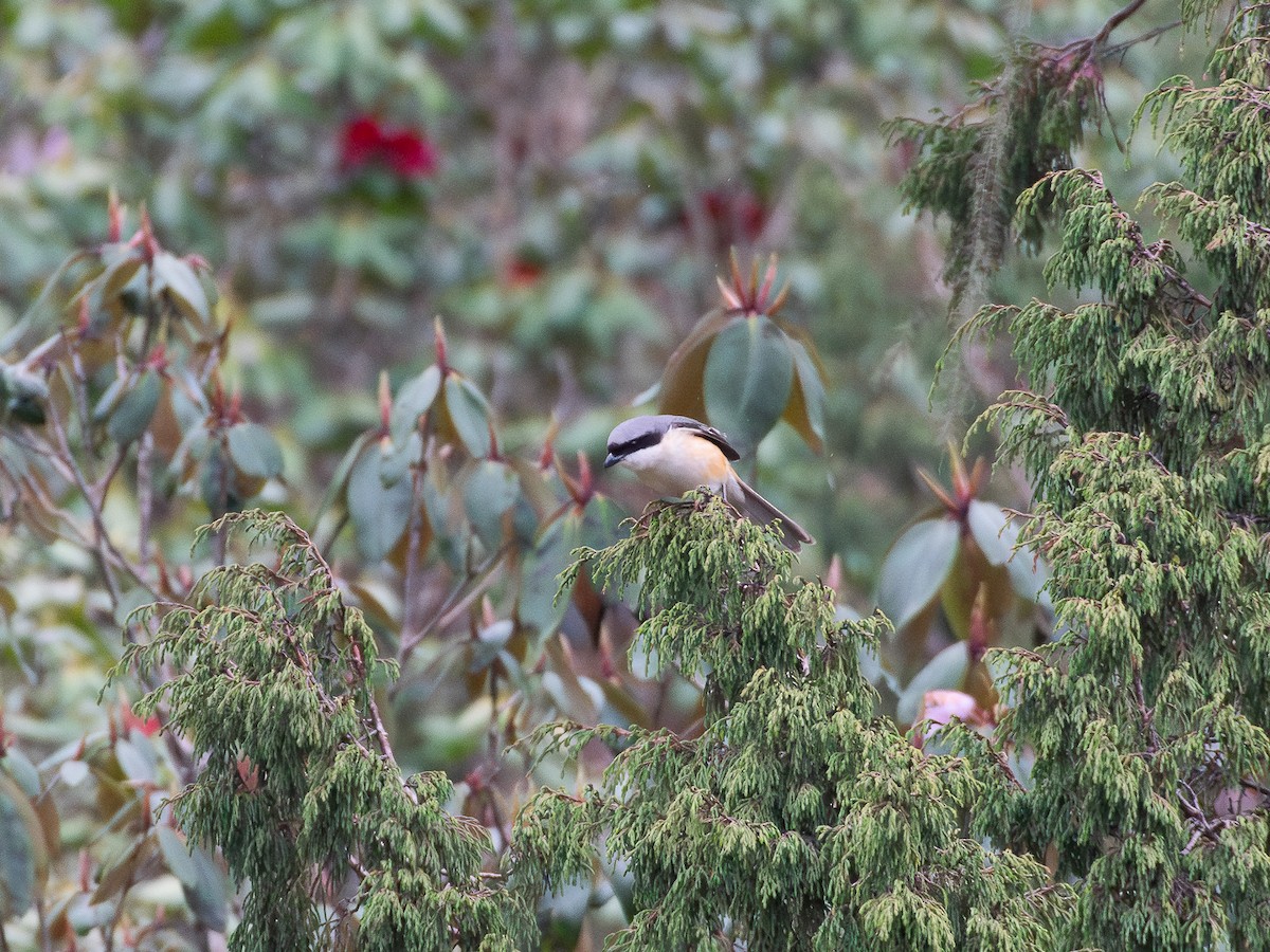 Gray-backed Shrike - ML619627836