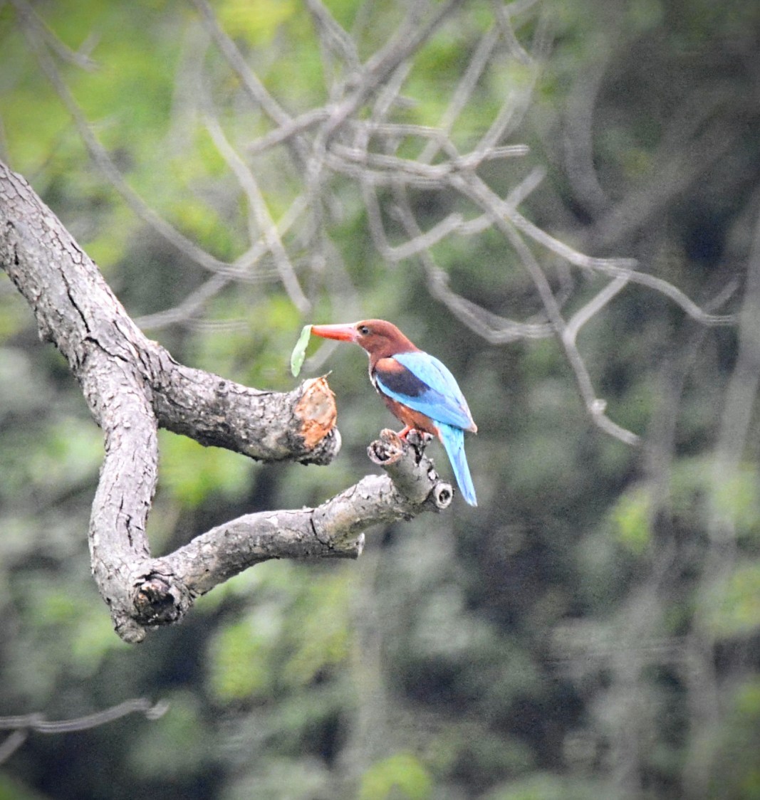 White-throated Kingfisher - Karthik Solanki