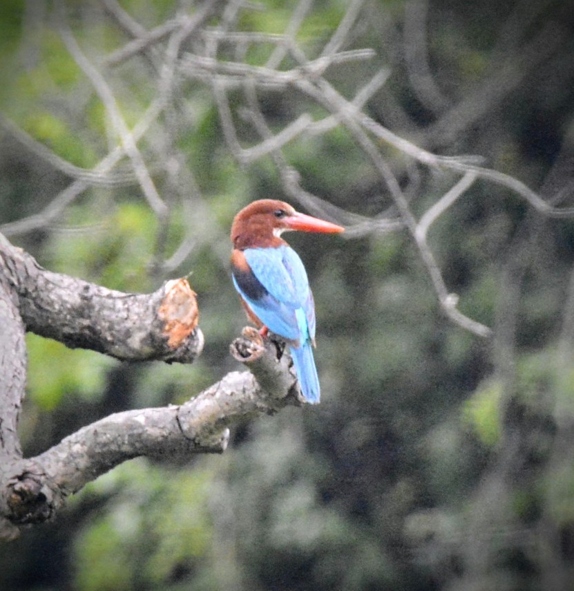 White-throated Kingfisher - Karthik Solanki