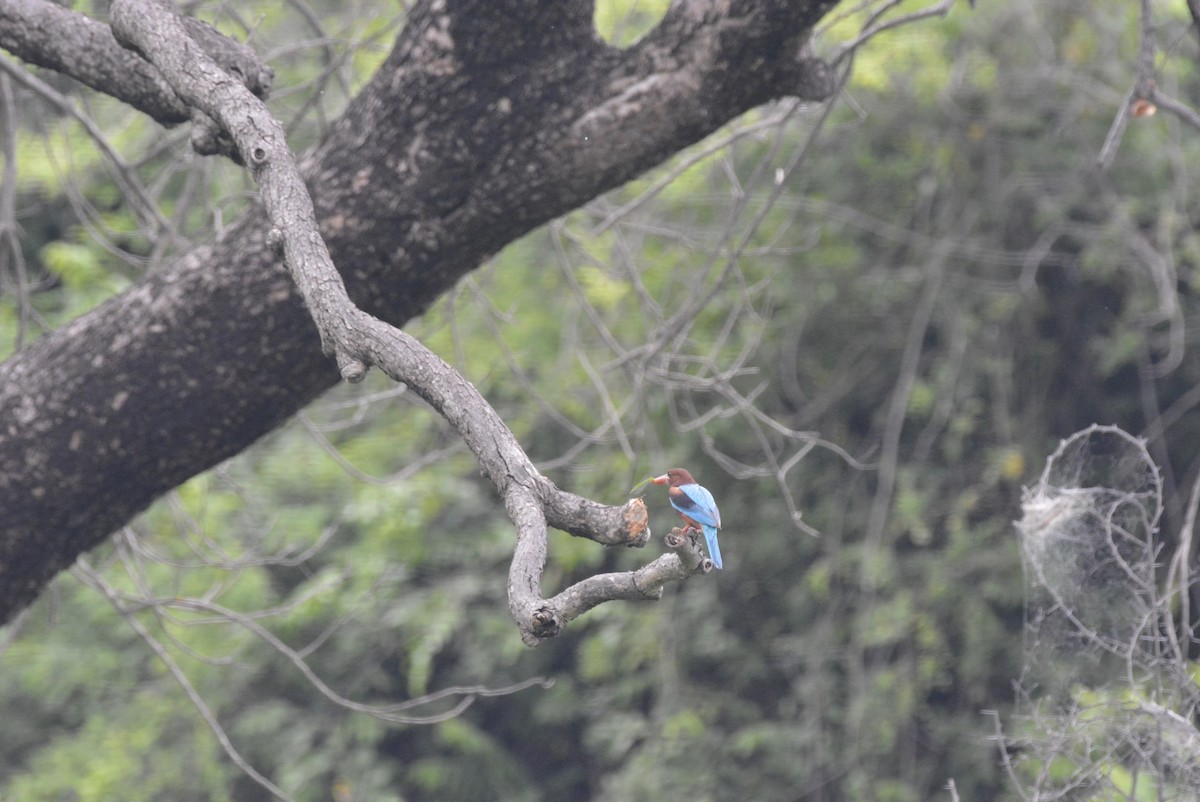 White-throated Kingfisher - Karthik Solanki