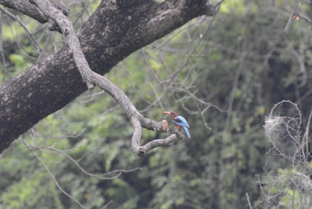 White-throated Kingfisher - Karthik Solanki