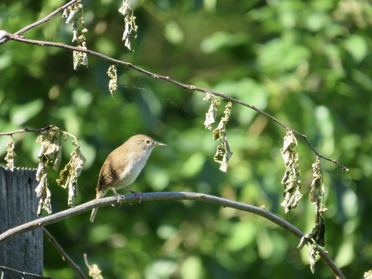 House Wren - scott baldinger