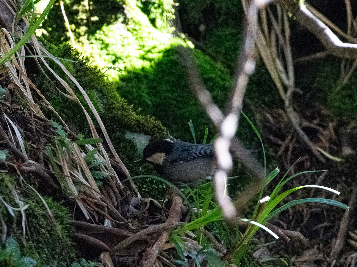 Coal Tit - ML619627844