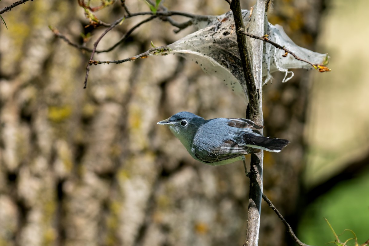 Blue-gray Gnatcatcher - Matt Saunders