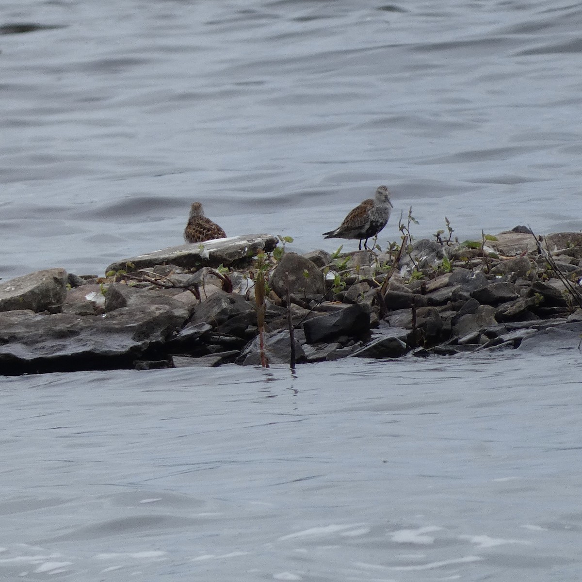 Dunlin - ML619627847