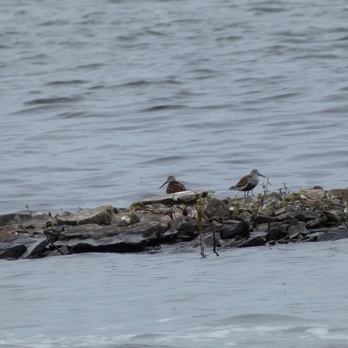 Dunlin - ML619627848