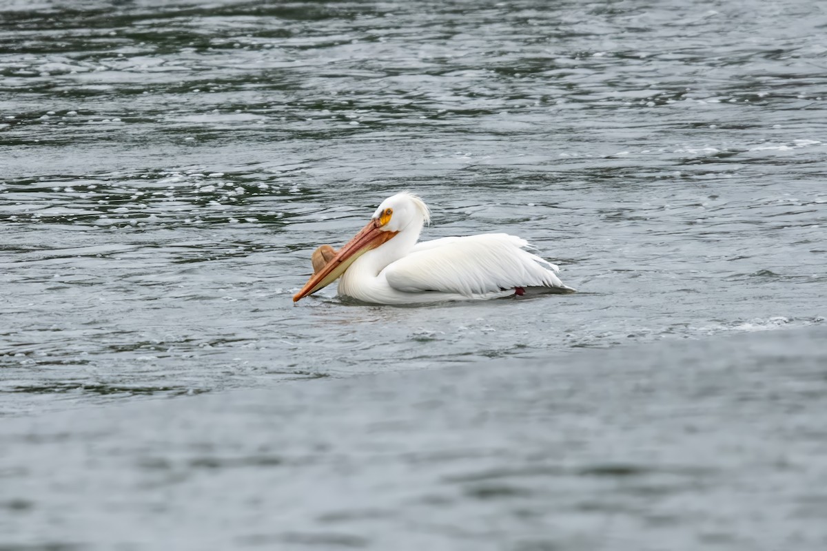 American White Pelican - Dominic More O’Ferrall