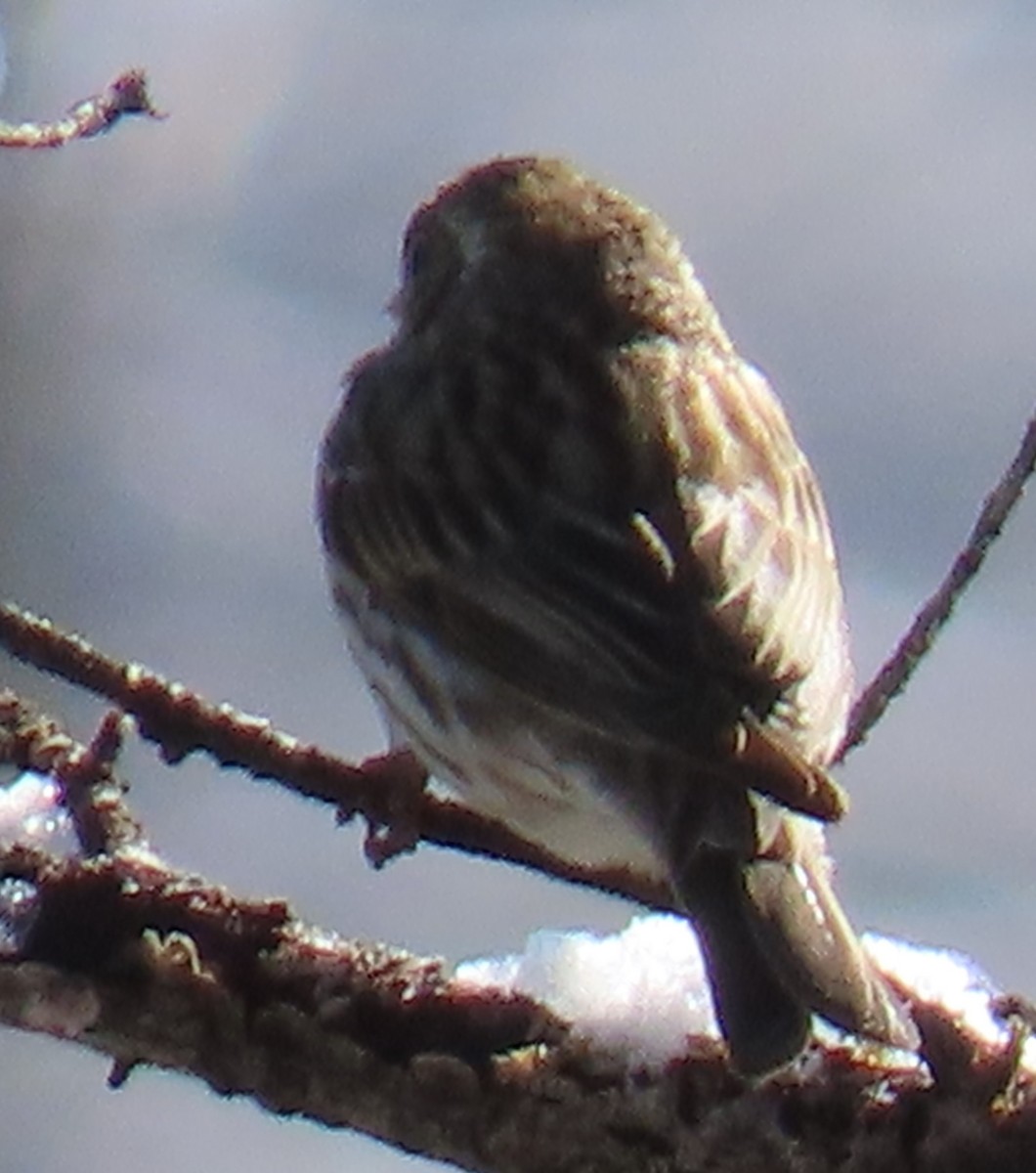 Cassin's Finch - Catherine Hagen