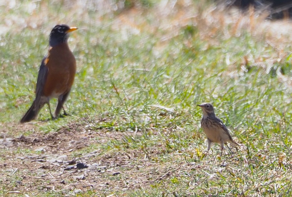 American Pipit - Dick Cartwright