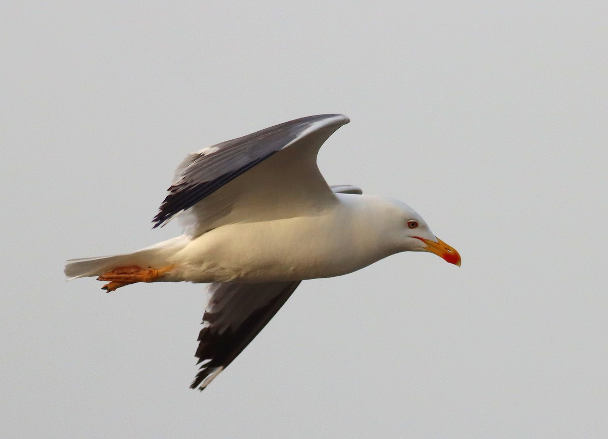 Yellow-legged Gull - José Aurelio Hernández Ruiz