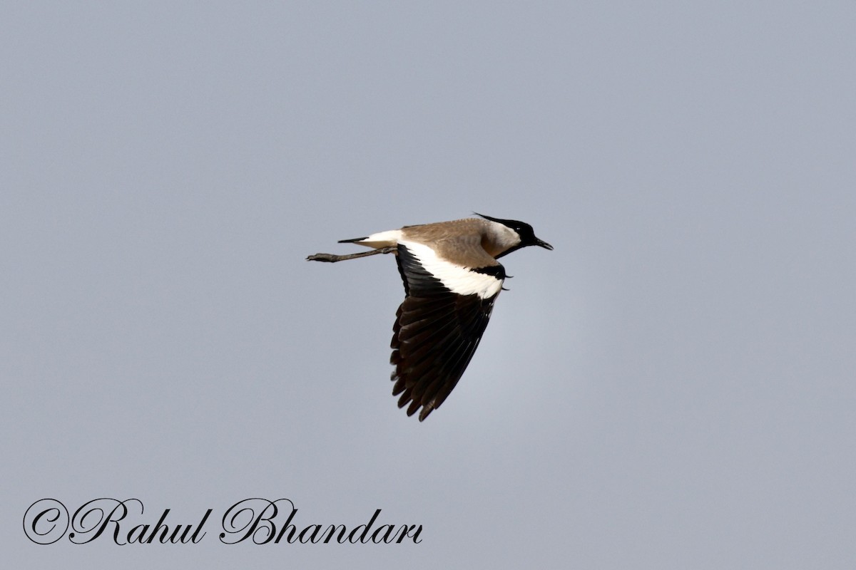 River Lapwing - Rahul Bhandari