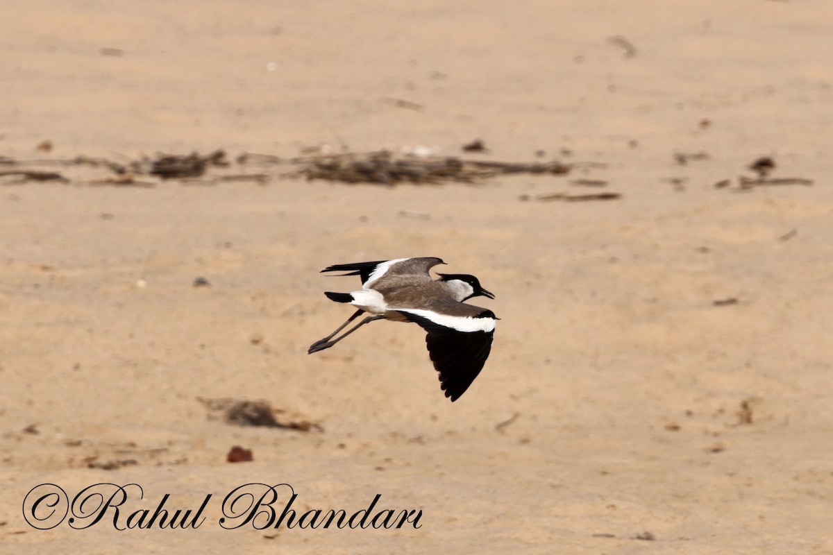 River Lapwing - Rahul Bhandari