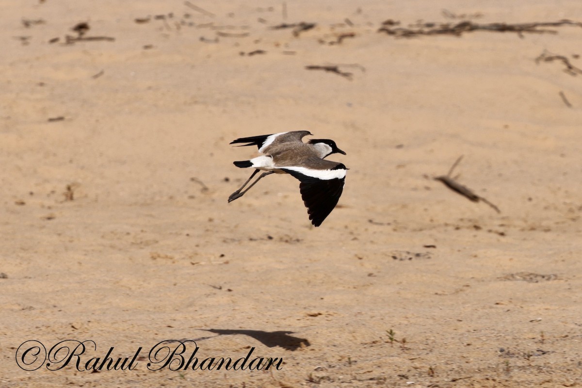 River Lapwing - Rahul Bhandari