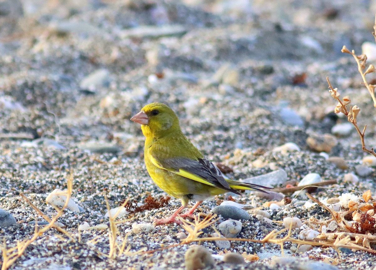 European Greenfinch - ML619627883