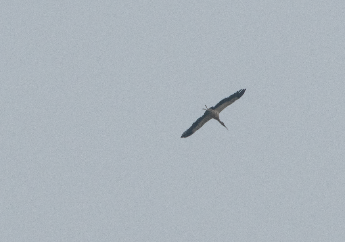 Wood Stork - Autumn Rose