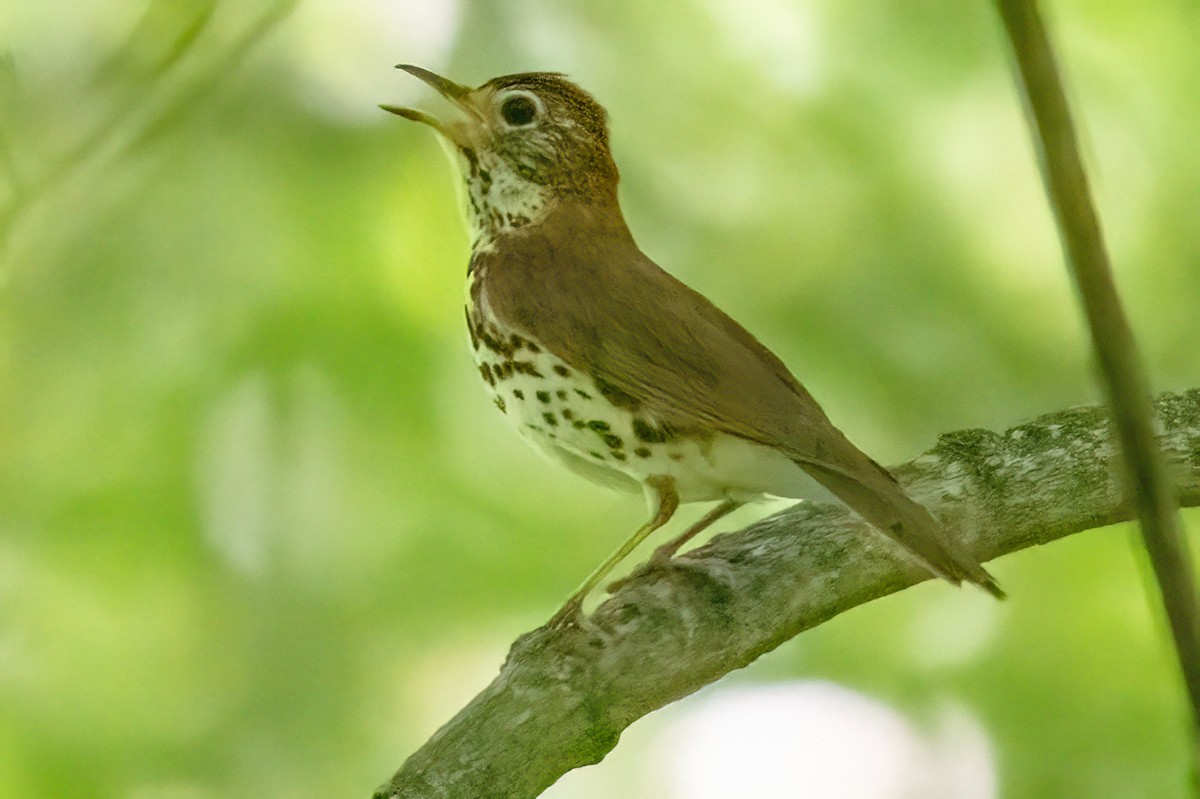 Wood Thrush - James Hoagland