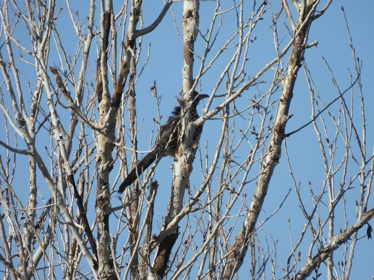 Greater Roadrunner - Beth Whittam