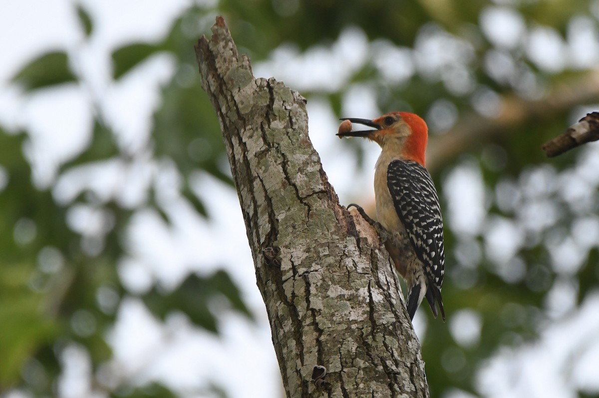 Red-bellied Woodpecker - Kevin Smith