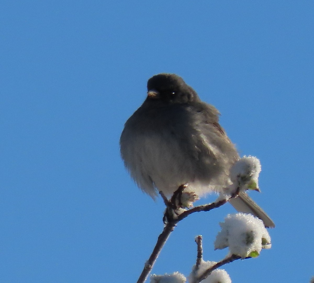 Dark-eyed Junco - Catherine Hagen