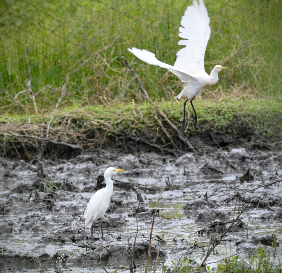 Eastern Cattle Egret - ML619627907