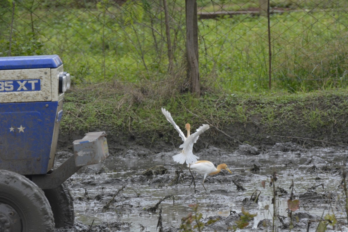 Eastern Cattle Egret - ML619627908