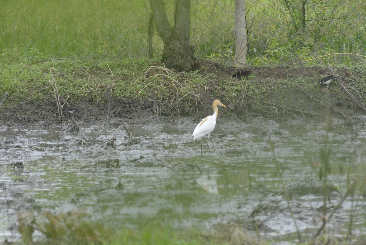 Eastern Cattle Egret - ML619627909