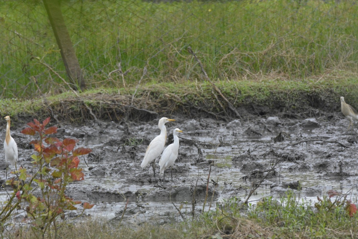 Eastern Cattle Egret - ML619627910