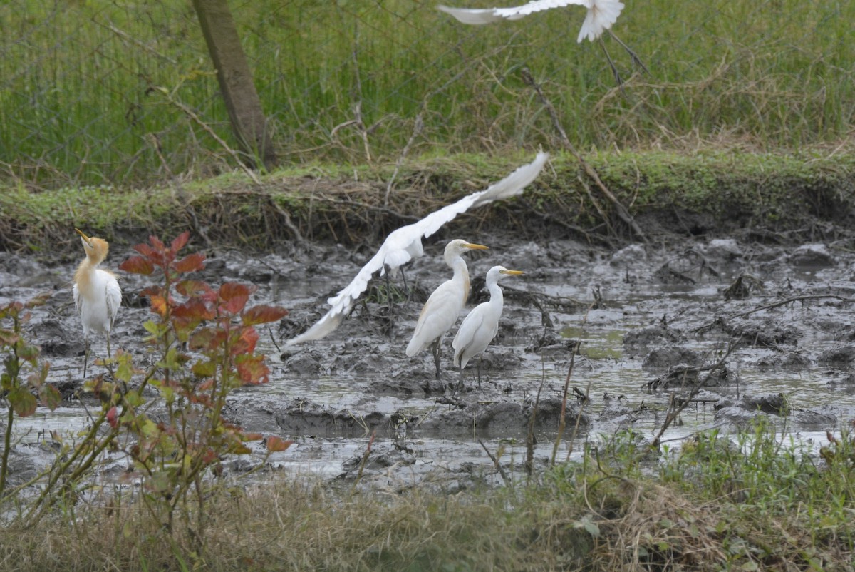 Eastern Cattle Egret - ML619627911