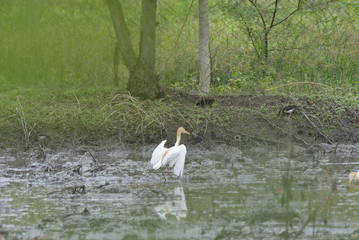 Eastern Cattle Egret - ML619627913