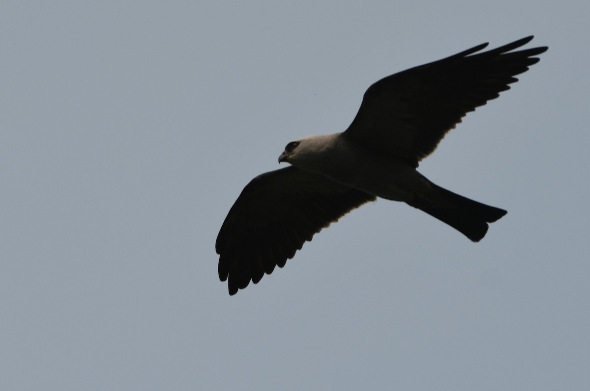 Mississippi Kite - Kevin Smith