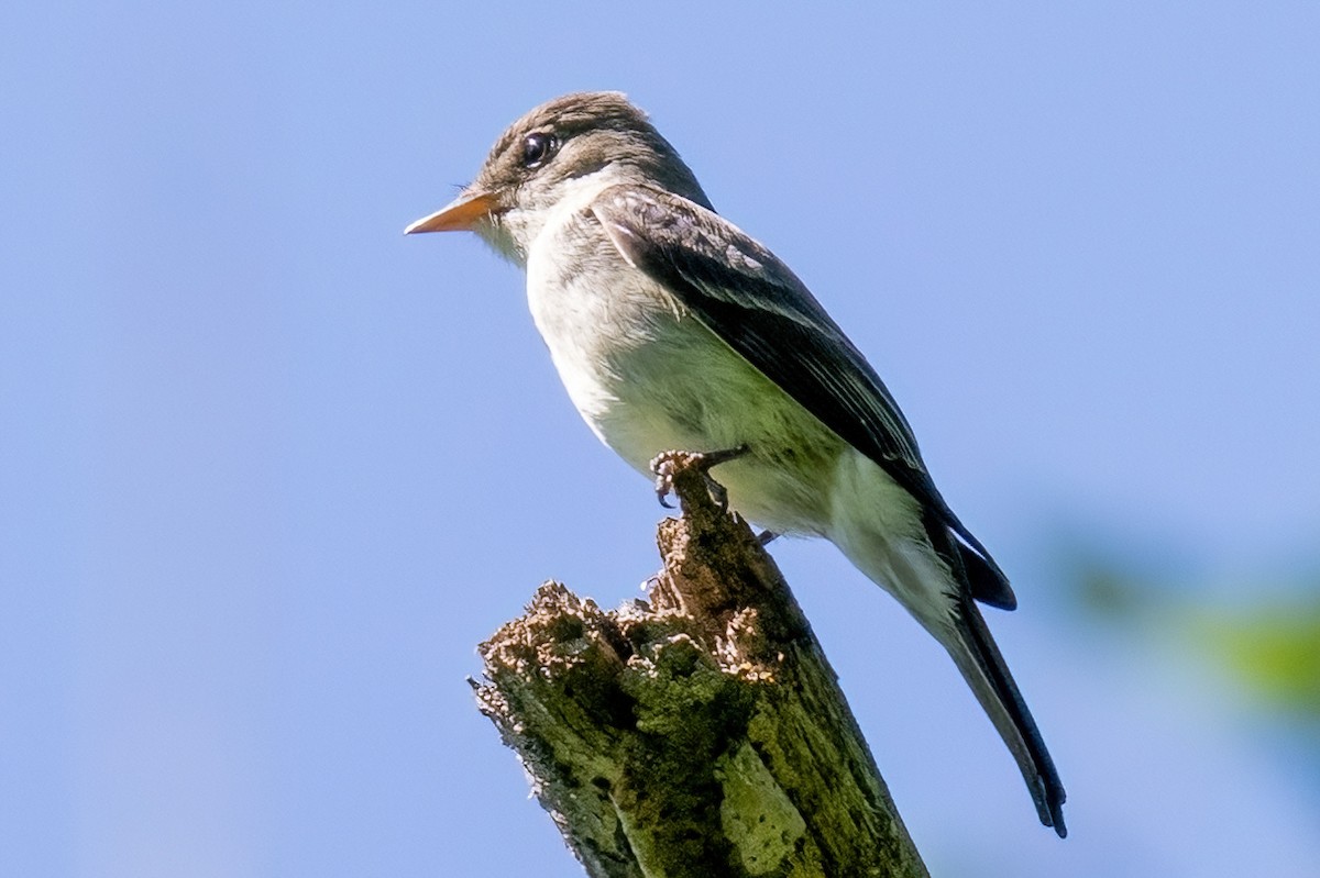 Eastern Wood-Pewee - James Hoagland