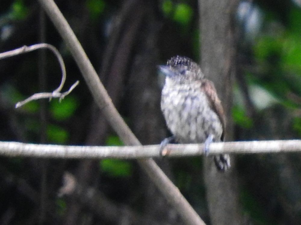 Scaled Piculet - Fernando Nunes