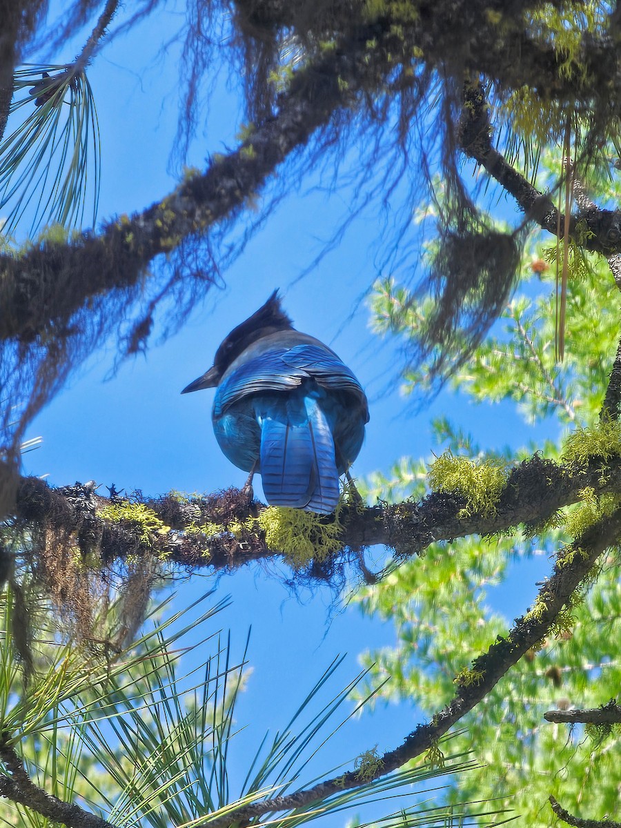 Steller's Jay - ML619627930