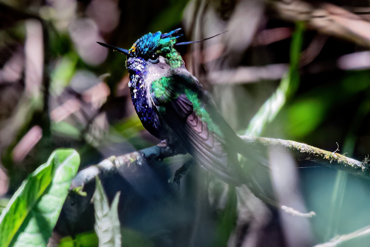 Green-crowned Plovercrest - ML619627931