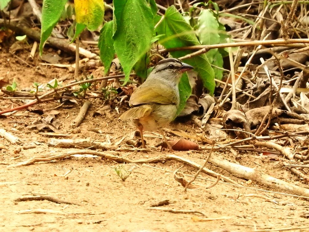 Black-striped Sparrow - ML619627935