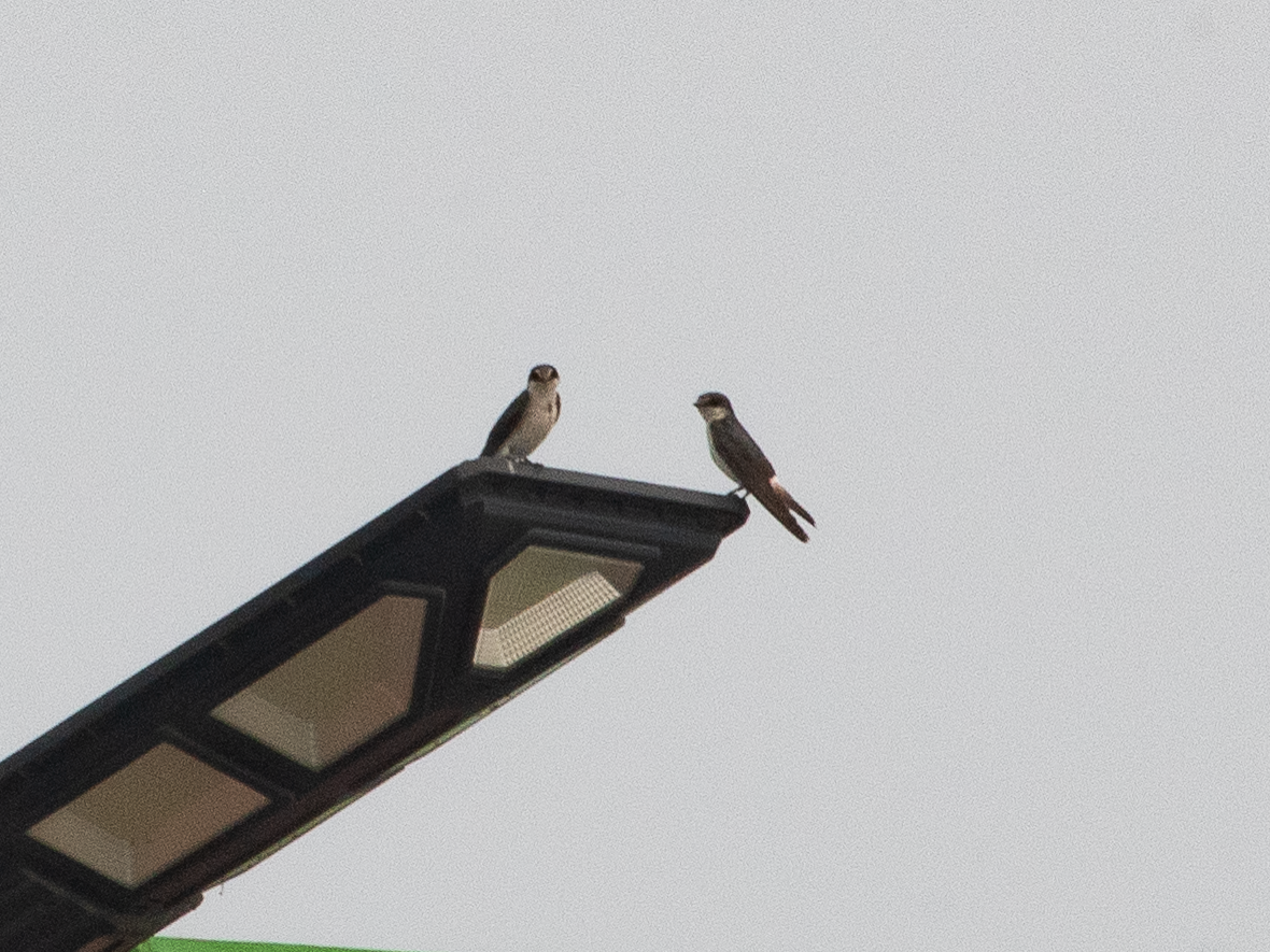 Mangrove Swallow - Autumn Rose