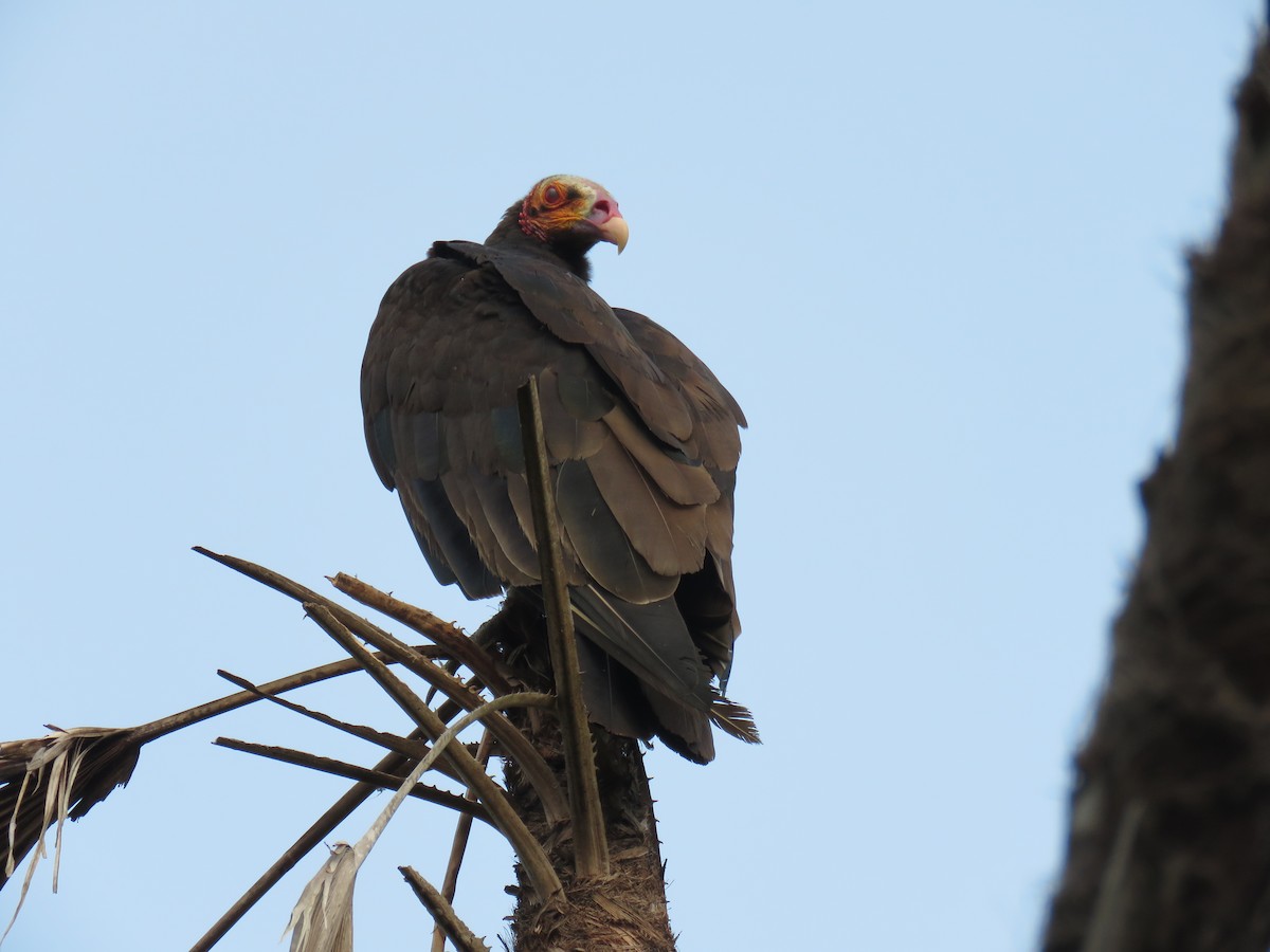 Lesser Yellow-headed Vulture - Sam Holcomb