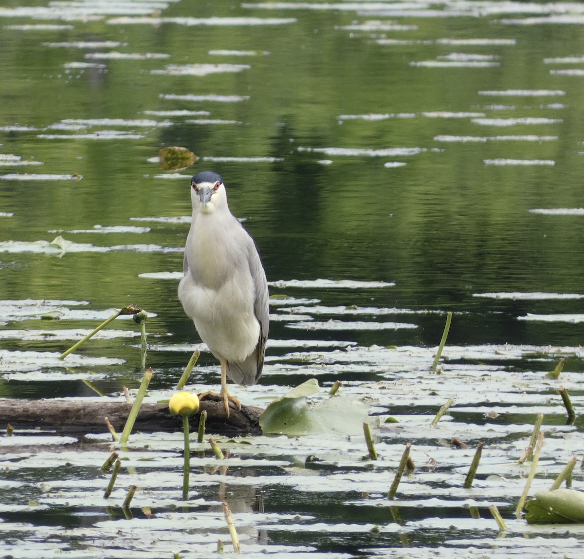 Black-crowned Night Heron - ML619627958