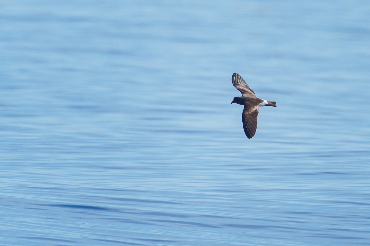 Band-rumped Storm-Petrel - Neo Morpheus