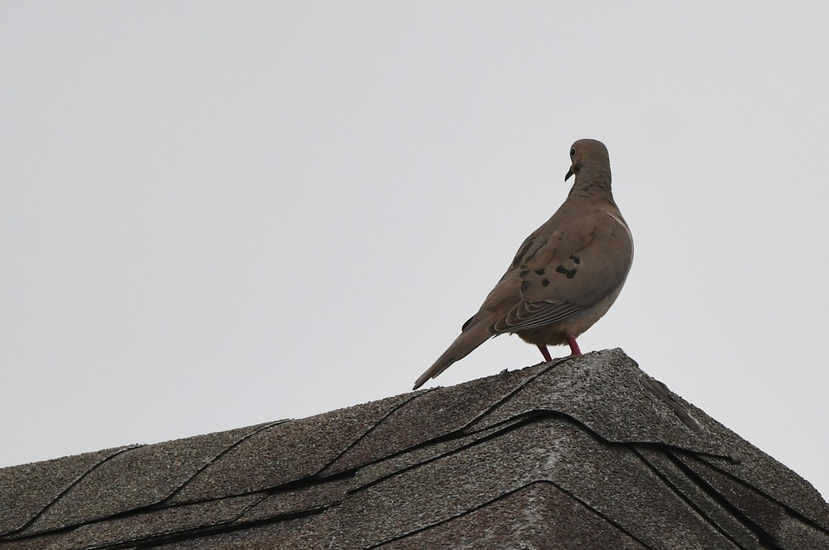 Mourning Dove - Kevin Smith