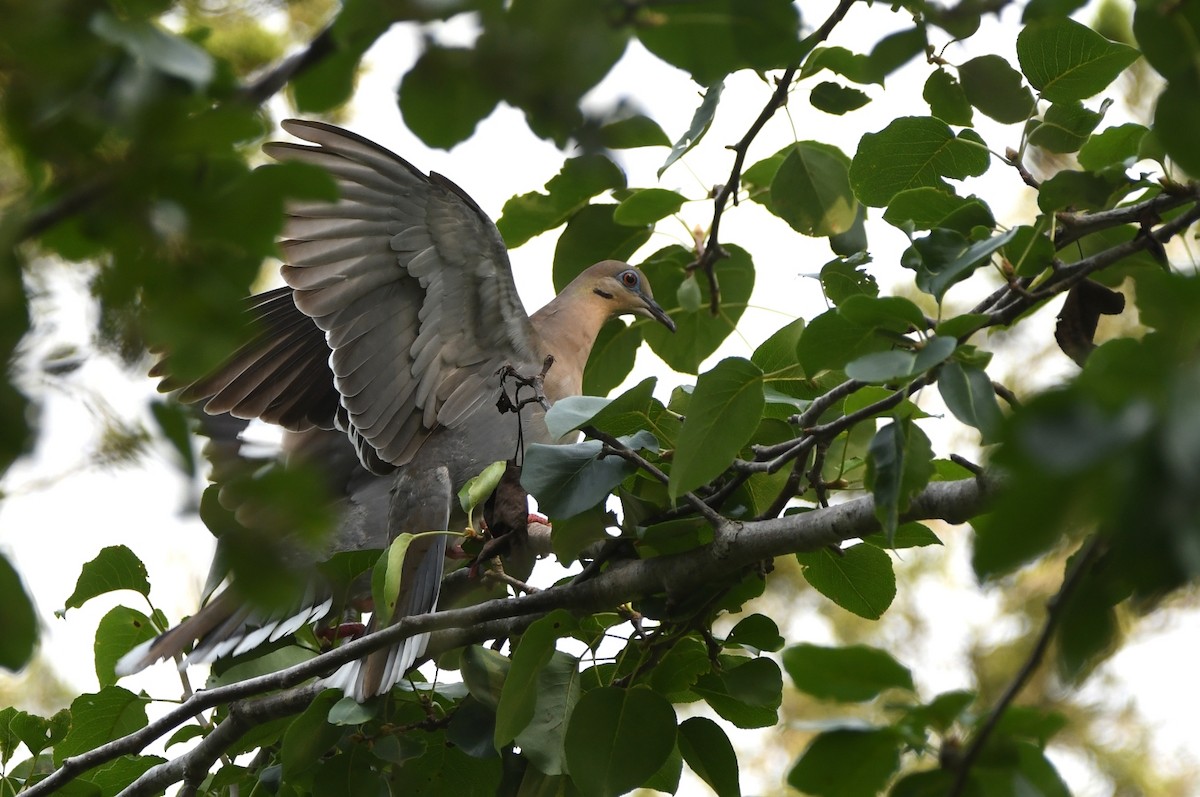 White-winged Dove - Kevin Smith