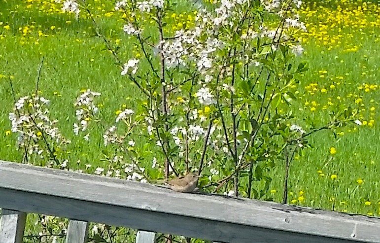 House Wren - Audrey McIlraith