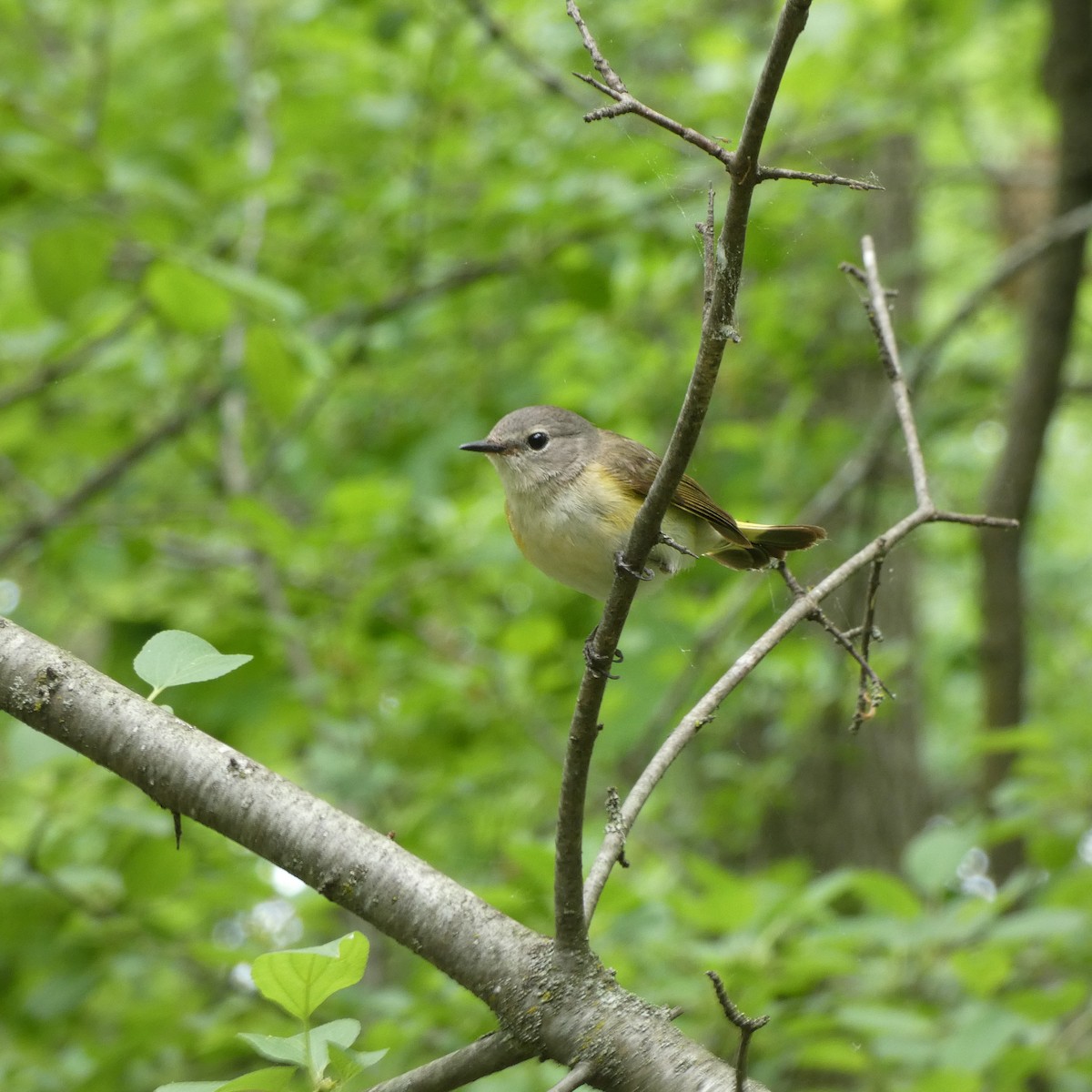 American Redstart - ML619627977