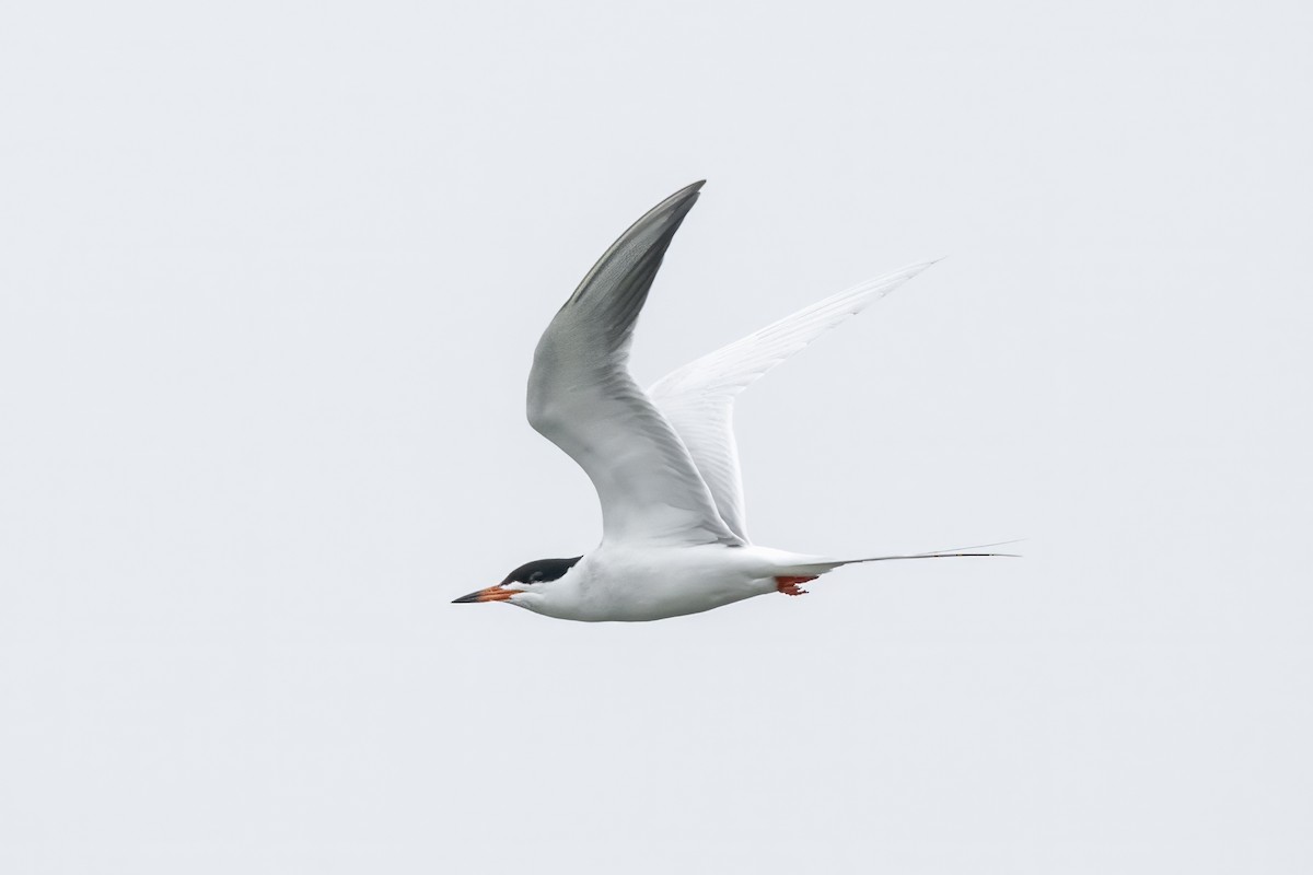 Forster's Tern - Dominic More O’Ferrall