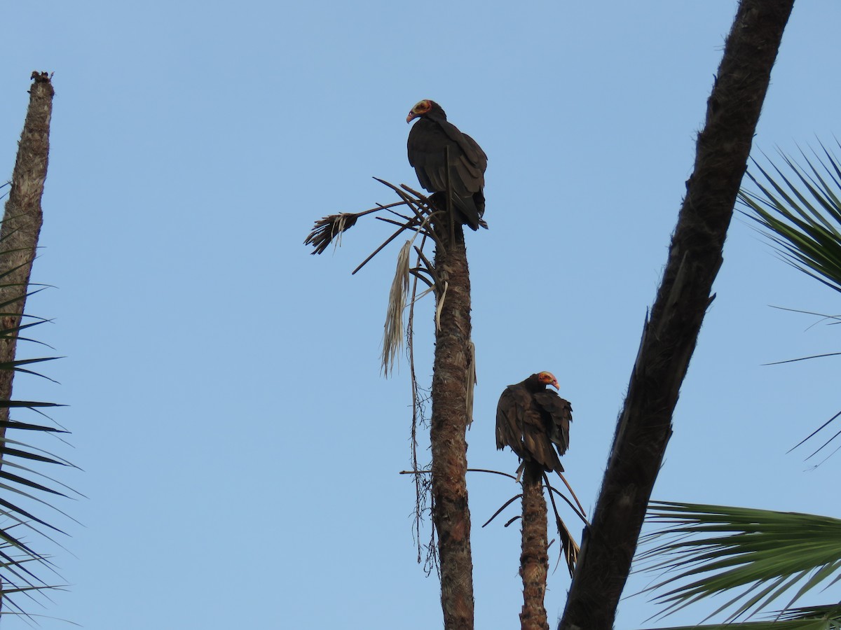 Lesser Yellow-headed Vulture - Sam Holcomb