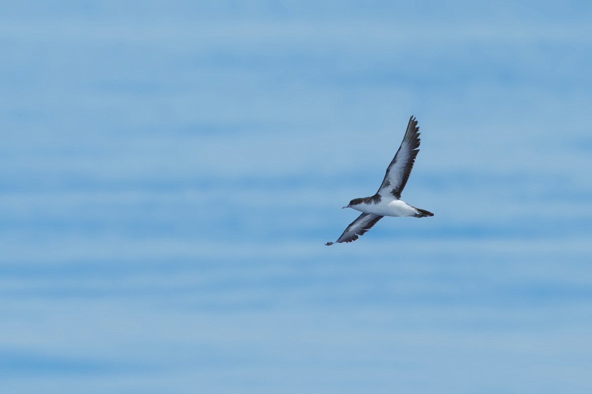 Audubon's Shearwater - Neo Morpheus